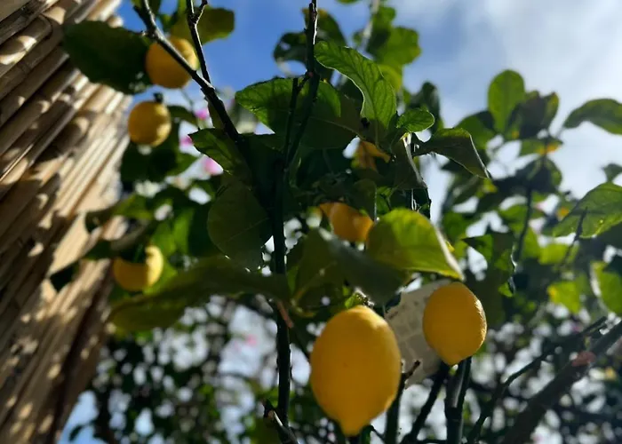 公寓 Casa Ohana Open Space 4 Persone 切里亚莱